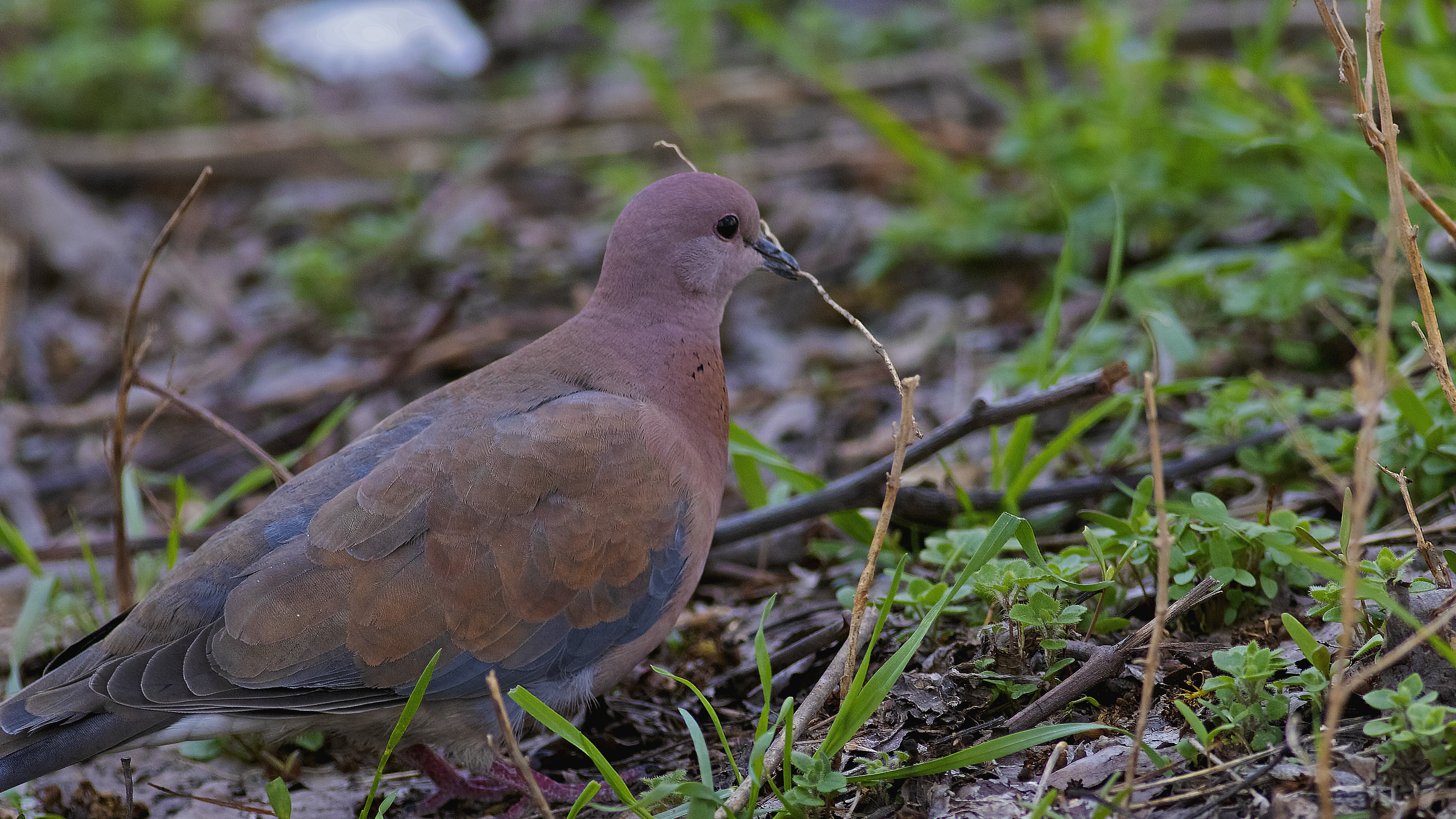 Laughing Dove